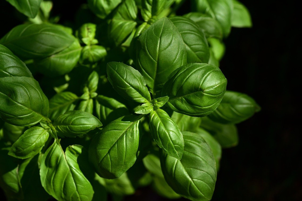 basilico, erba, ingrediente, fogliame, aromatico, gusto, natura, erbe culinarie, stagionatura, cucina, italia, cucina italiana, giardino, fresco, crescita