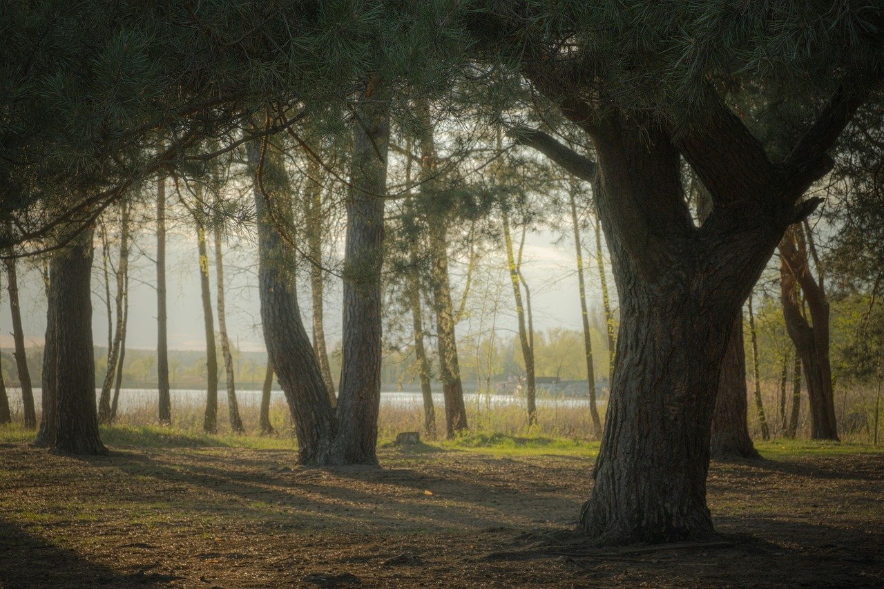 bosque, árbol, lago, nature, parque, summer, paisaje, verde, madera, sale de, primavera, fall, hierba, sun, hoja, la carretera, path, luz, luz de sol, follaje, al aire libre, woodland, season, nature, nature, nature, nature, nature, summer, summer, summer, path