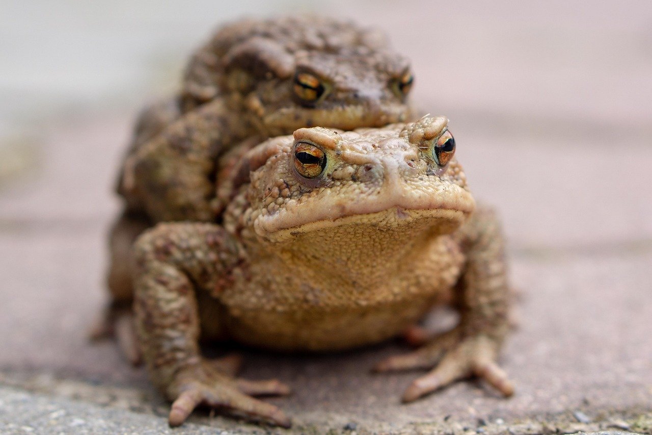 nature, toad, frogs, brown, amphibian, mating, eyes, toad, toad, toad, toad, toad, eyes, eyes