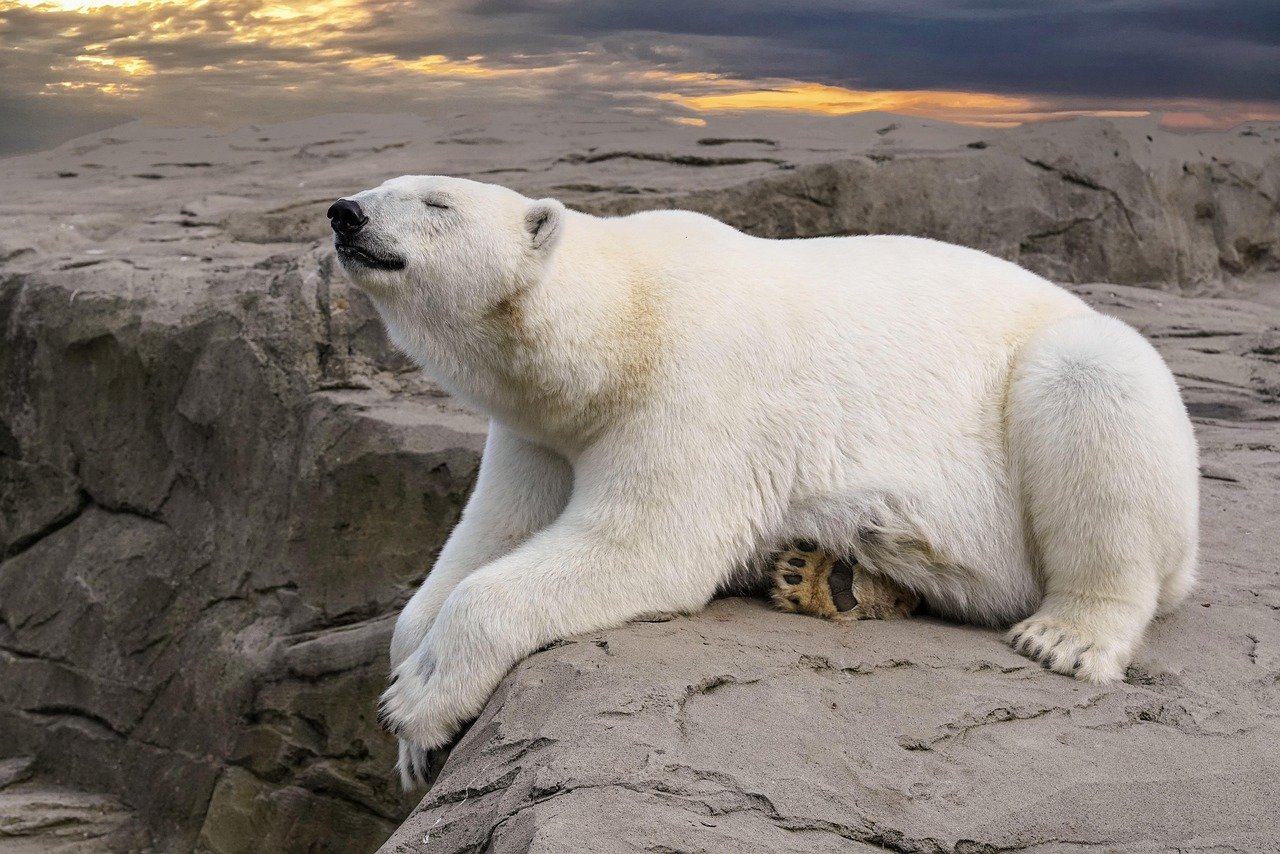 polar bear, bear, rock, wait, climate, dry, polar bear, polar bear, polar bear, bear, bear, bear, bear, bear