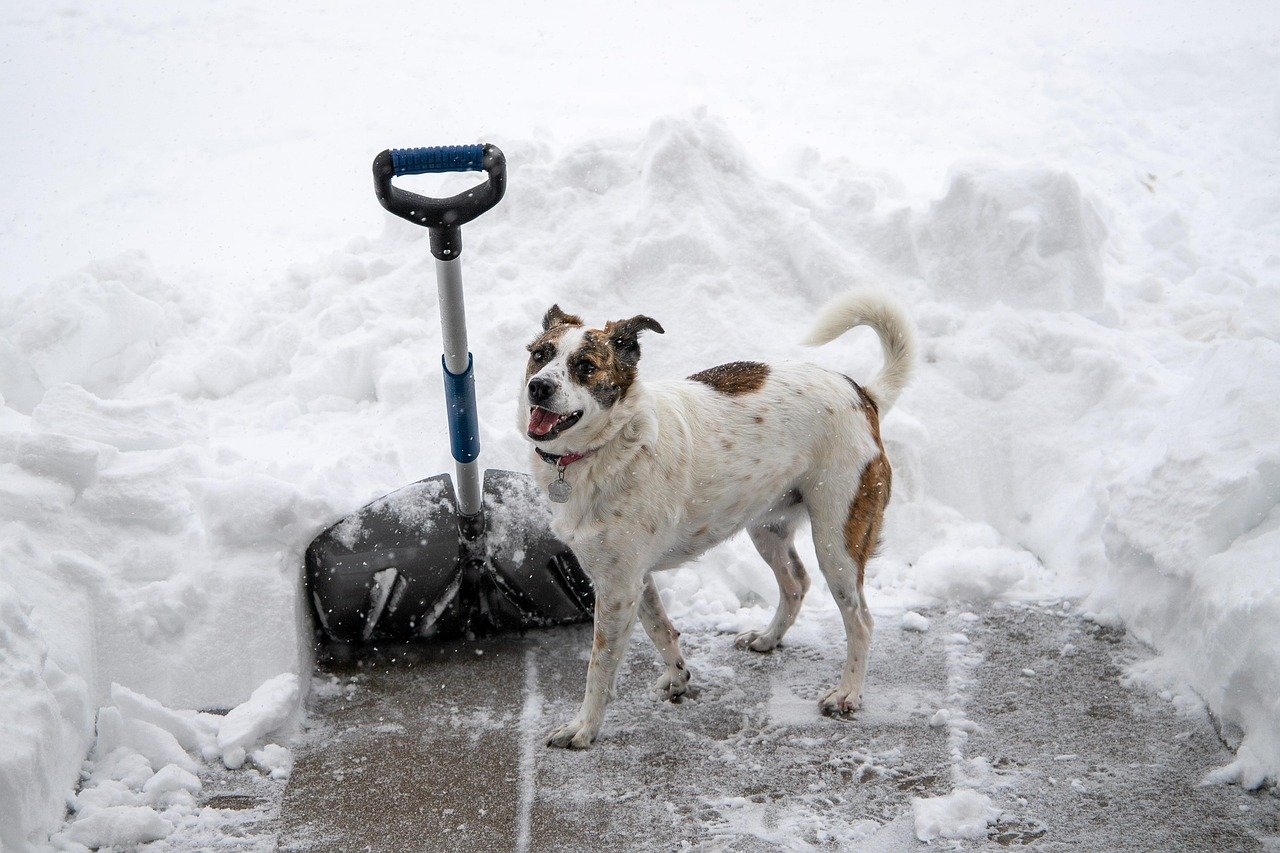 snow shovel, pet, dog, snow, nature, patio, digging out, animal, canine, cute