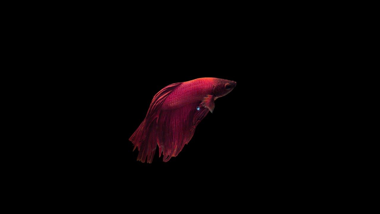 fish, fish tank, aquatic animal, black wallpaper, black background, red, red fsh, fighter, aquarium, aqua, nature, aquatic, water, maroon, small, pixel, oled