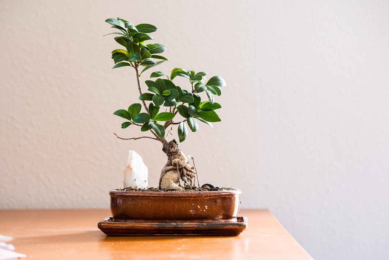 wohnzimmer, ruhig, zimmerpflanze, bonsai baum