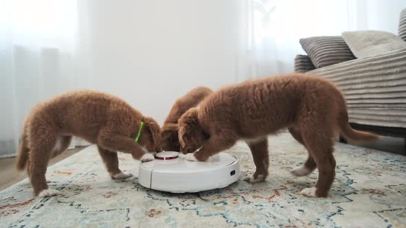 Adorable Toller Dog Puppies Playing With Robot Vacuum Cleaner